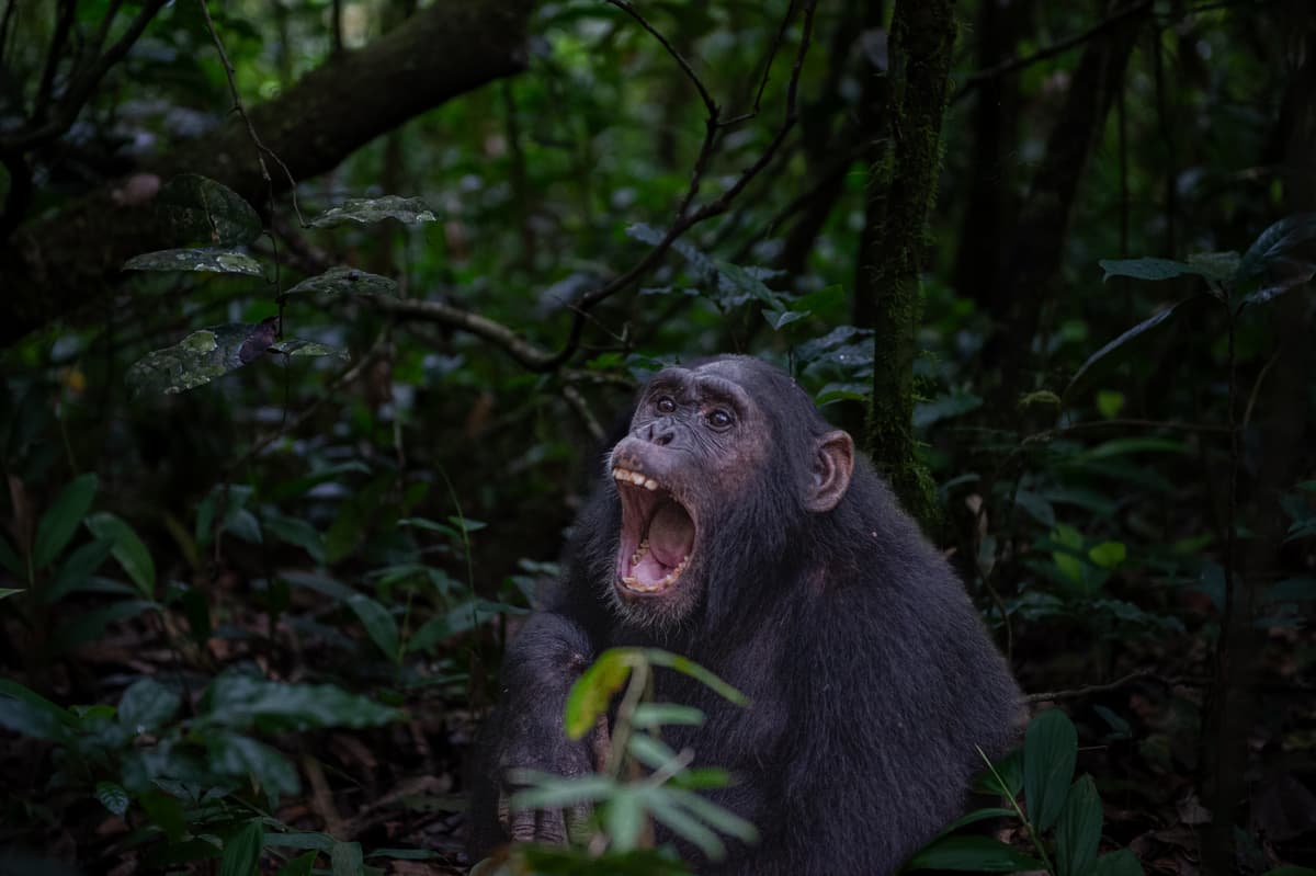 Chimpanzee in forest shade — primate encounter
