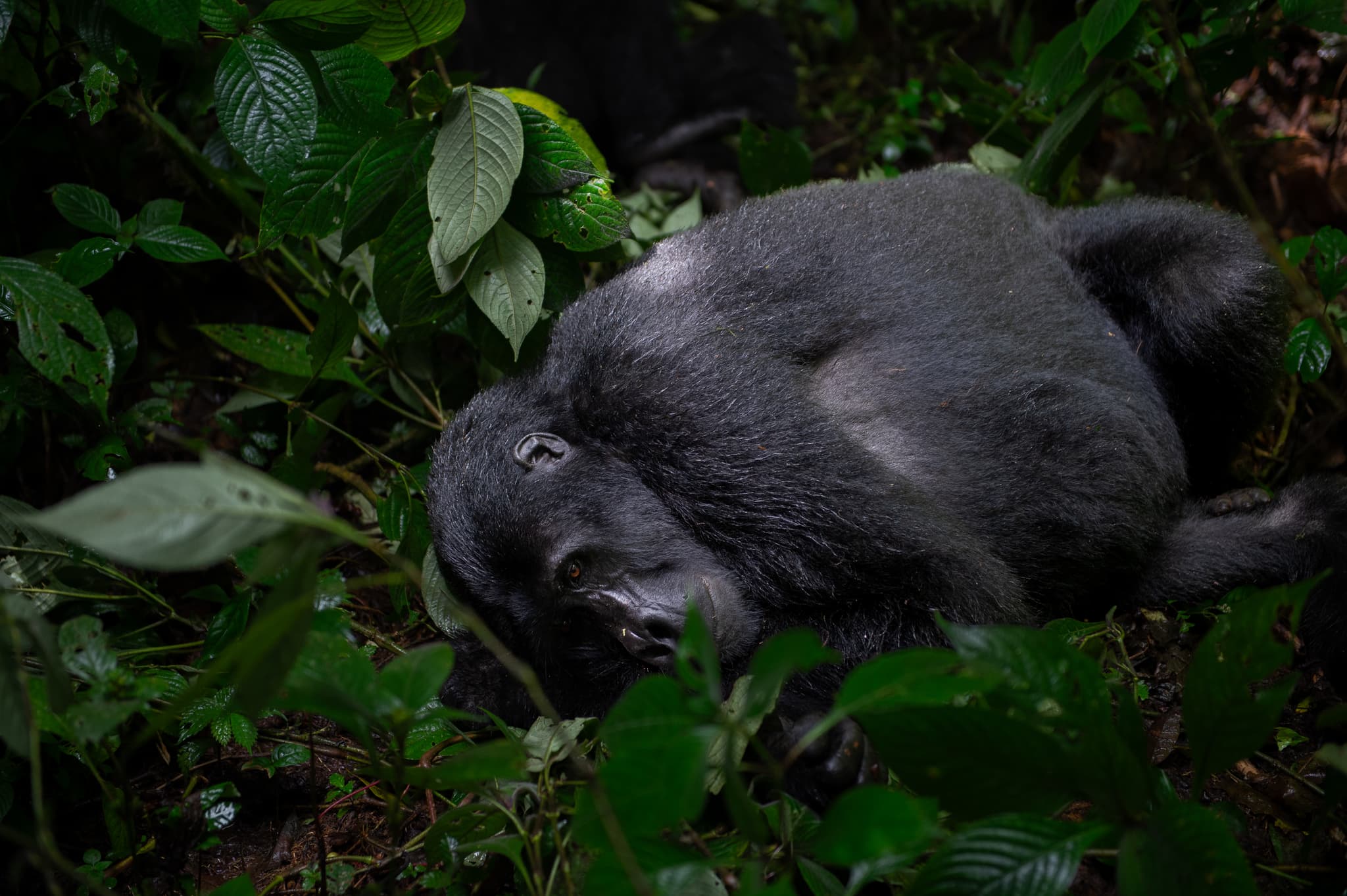 Mountain gorilla or primate encounter in Rwanda’s forests
