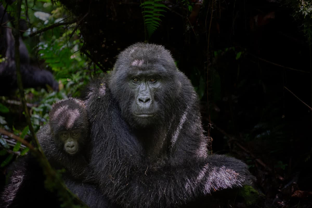 Great apes in Rwanda’s montane forests