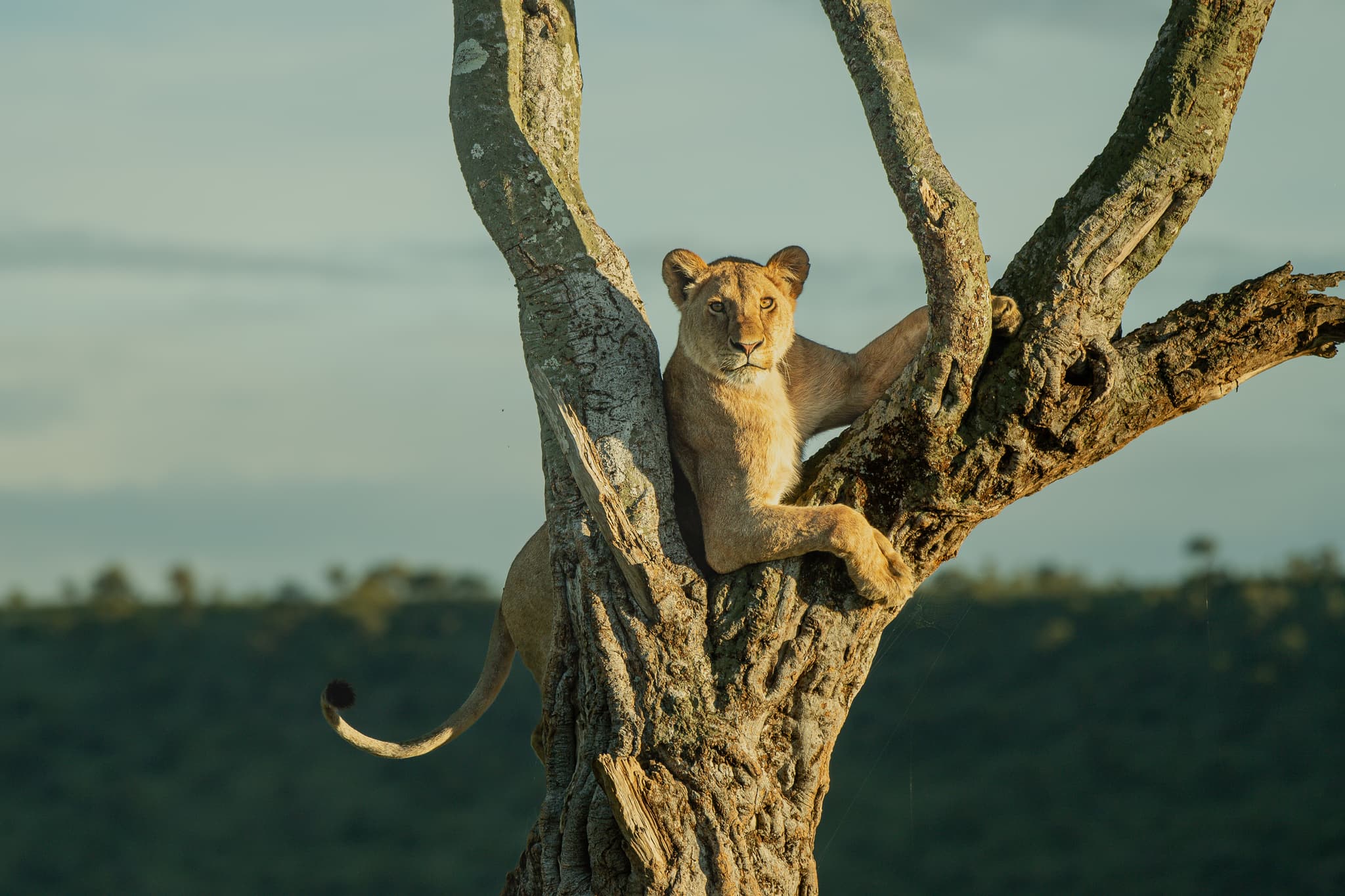 Savanna wildlife — Queen Elizabeth and Murchison country