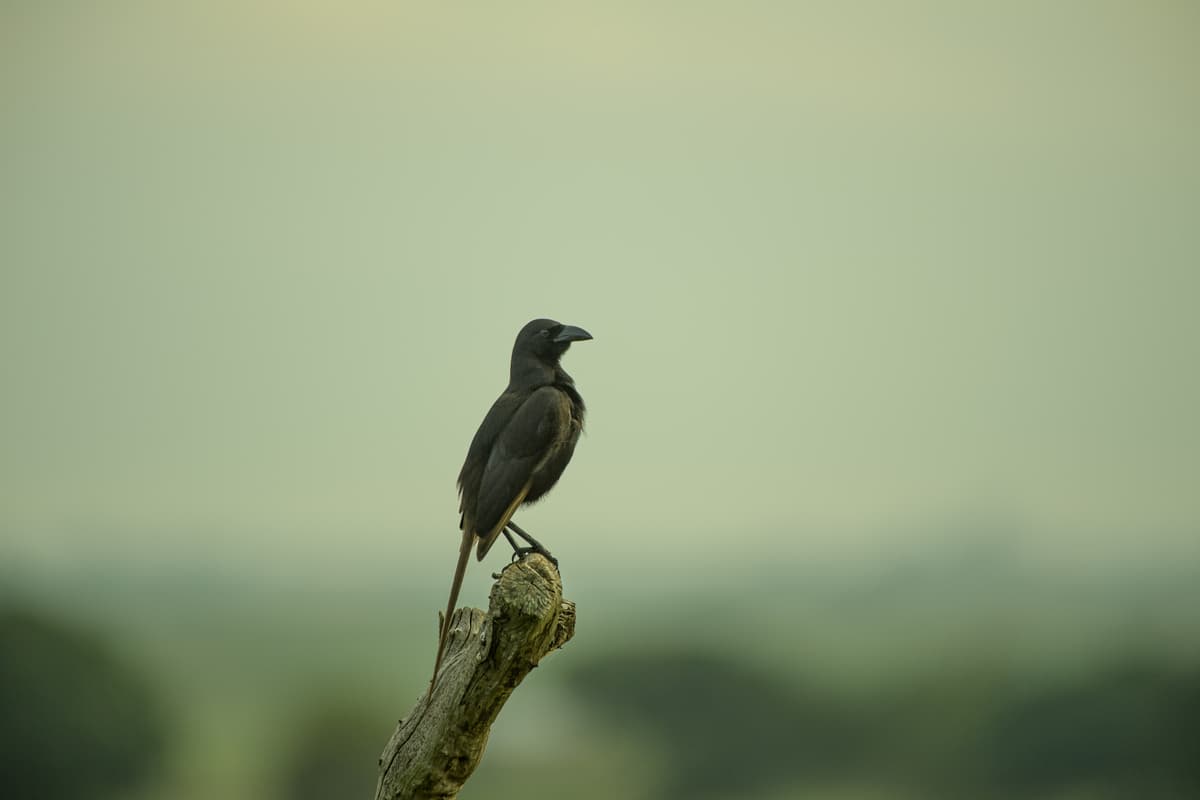 Piapiac perched on a weathered stump — East African birdlife
