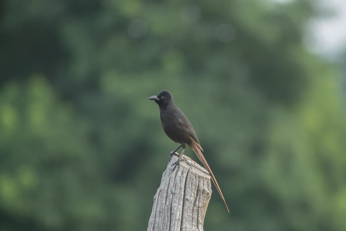 Piapiac on a post — East African savanna bird