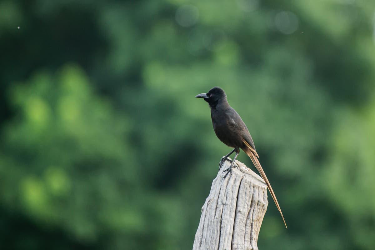Dark-plumed bird on a forest snag — East Africa