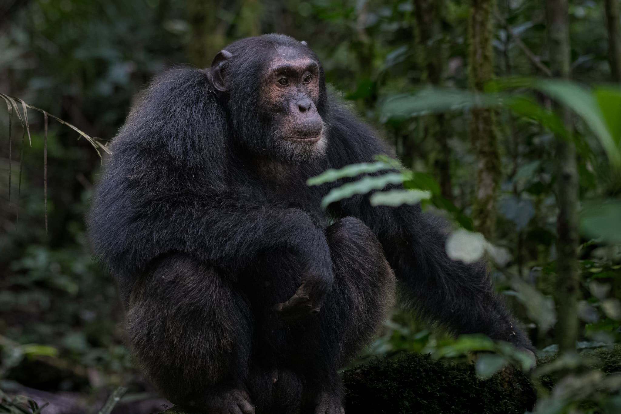 Forest primates — gorillas and chimpanzees in Uganda