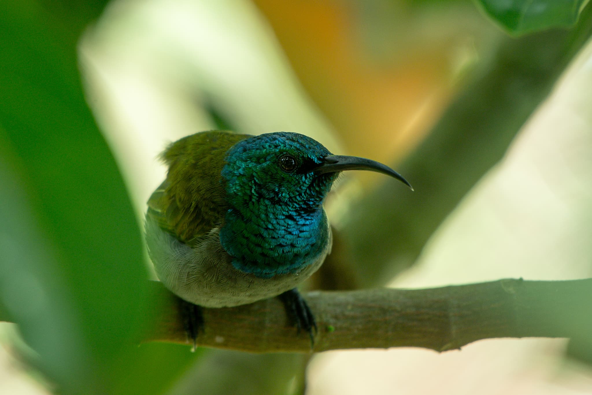 6-10 Days | Colourful Birds of East Africa