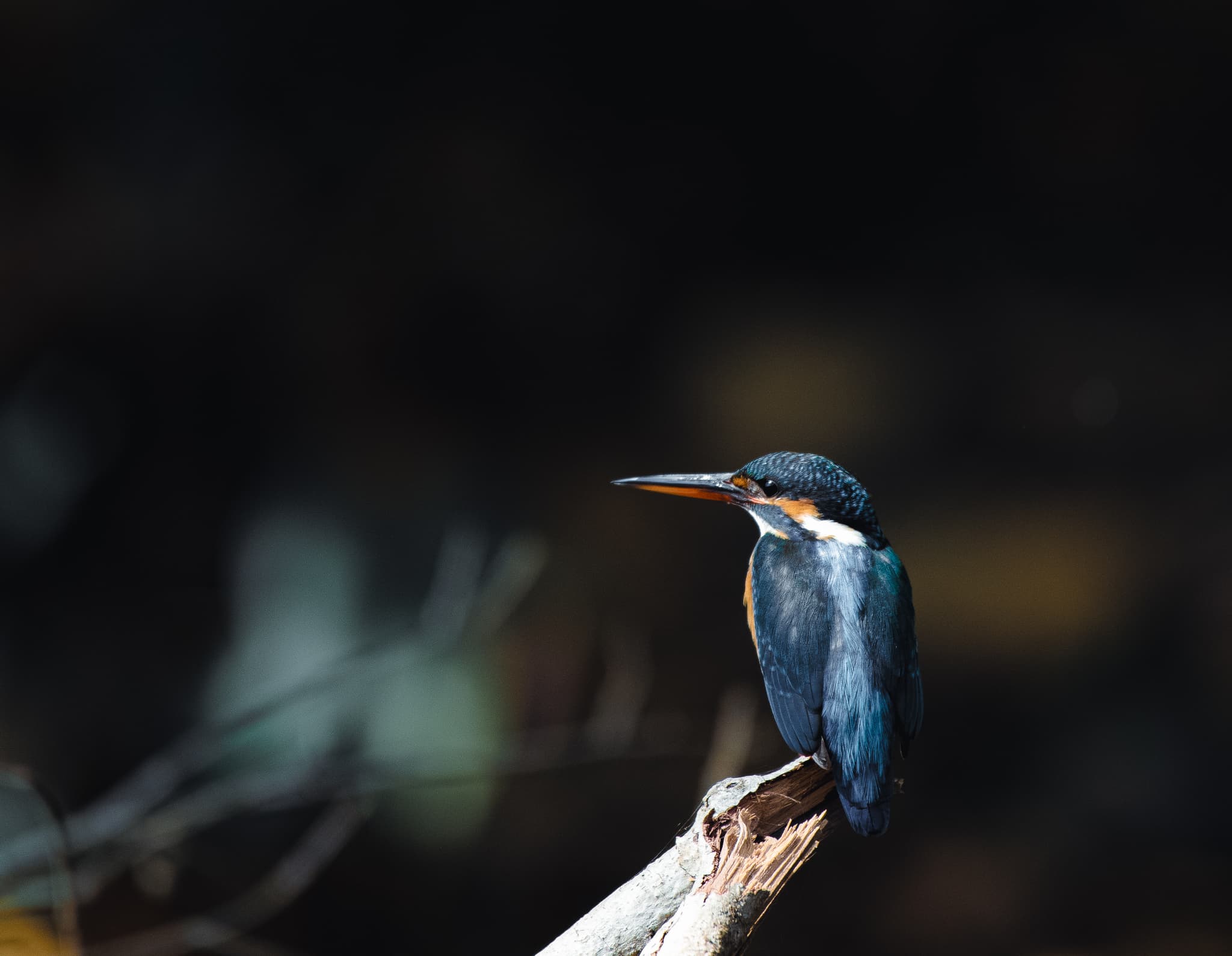 Common kingfisher on a branch