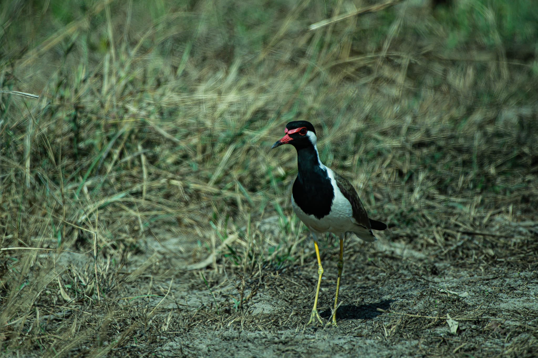 Red-wattled lapwing on dry ground