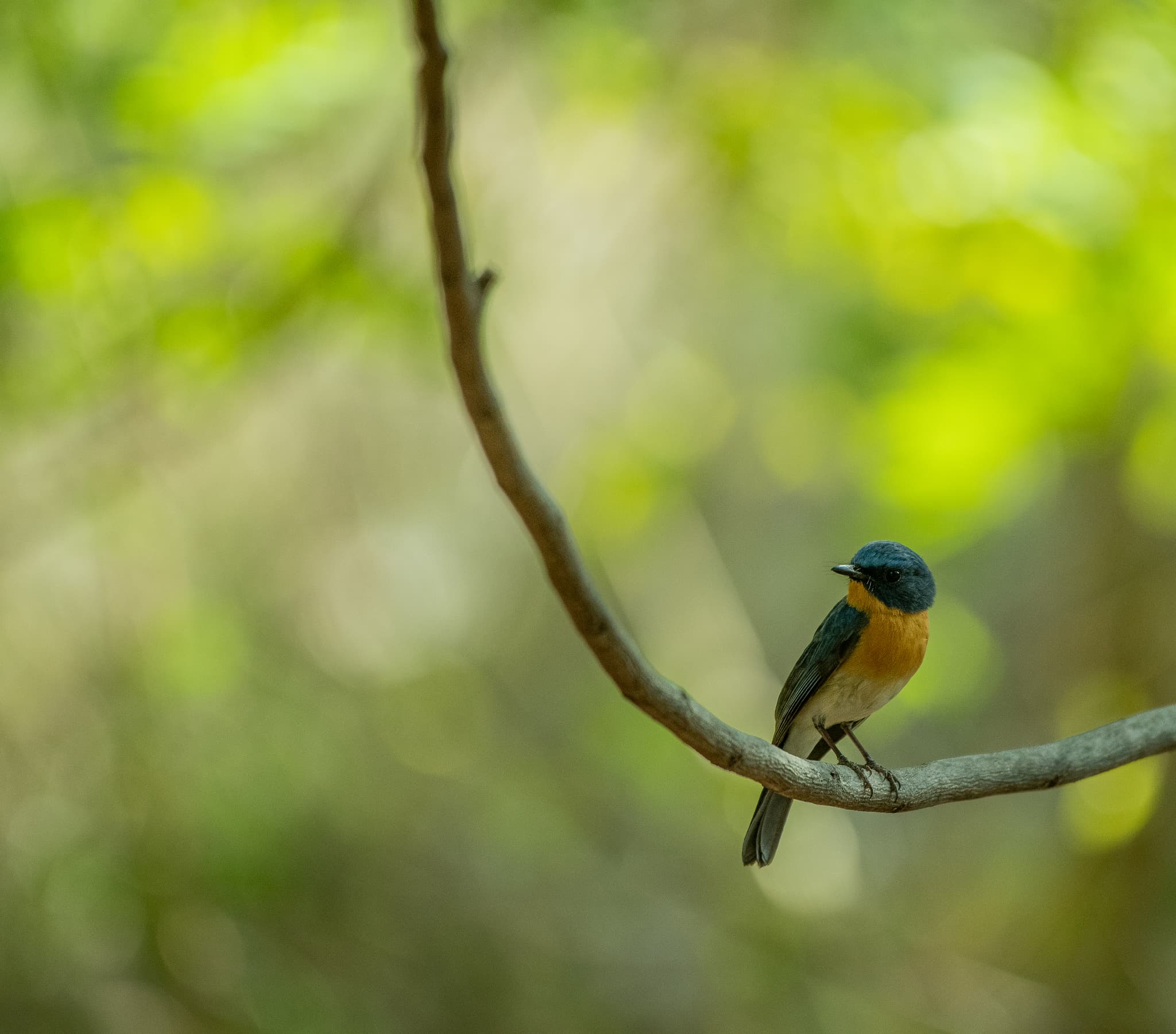 Tickell’s blue flycatcher in forest