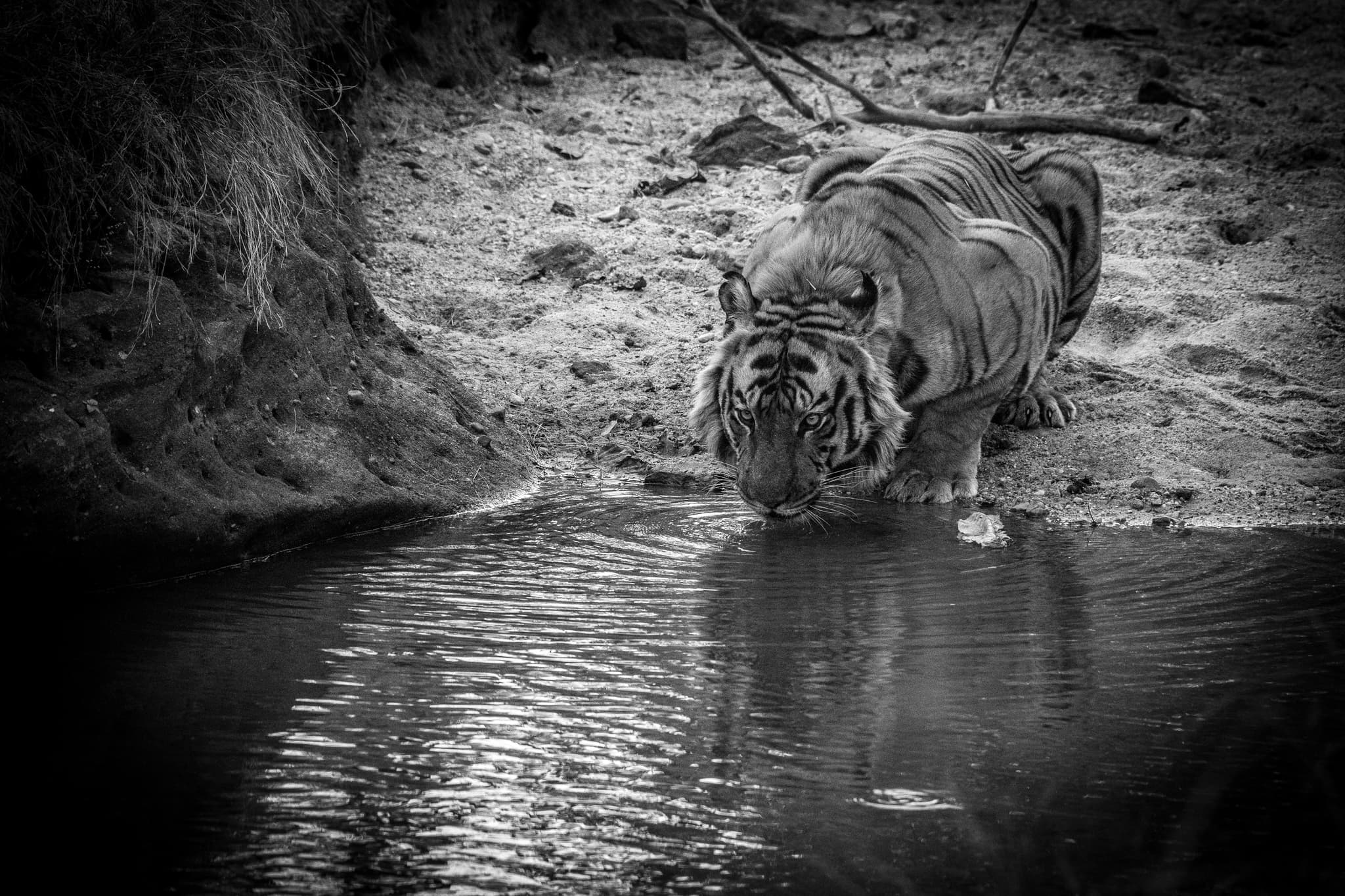 Bengal tiger drinking, reflection at water
