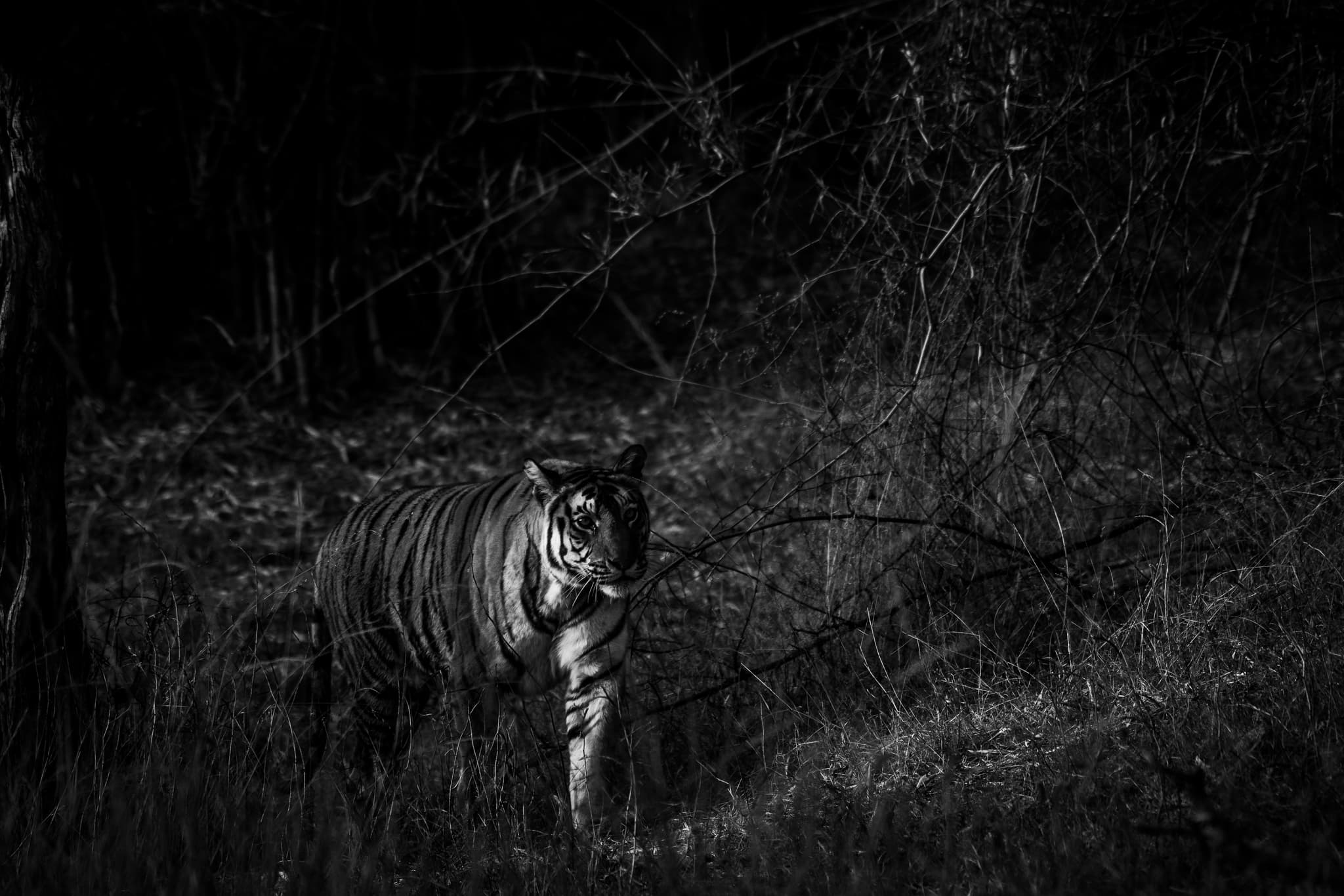 India: Tigers and Asian Wildlife