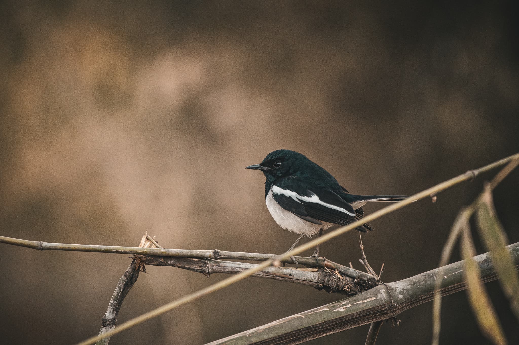 Oriental magpie-robin with warm bokeh