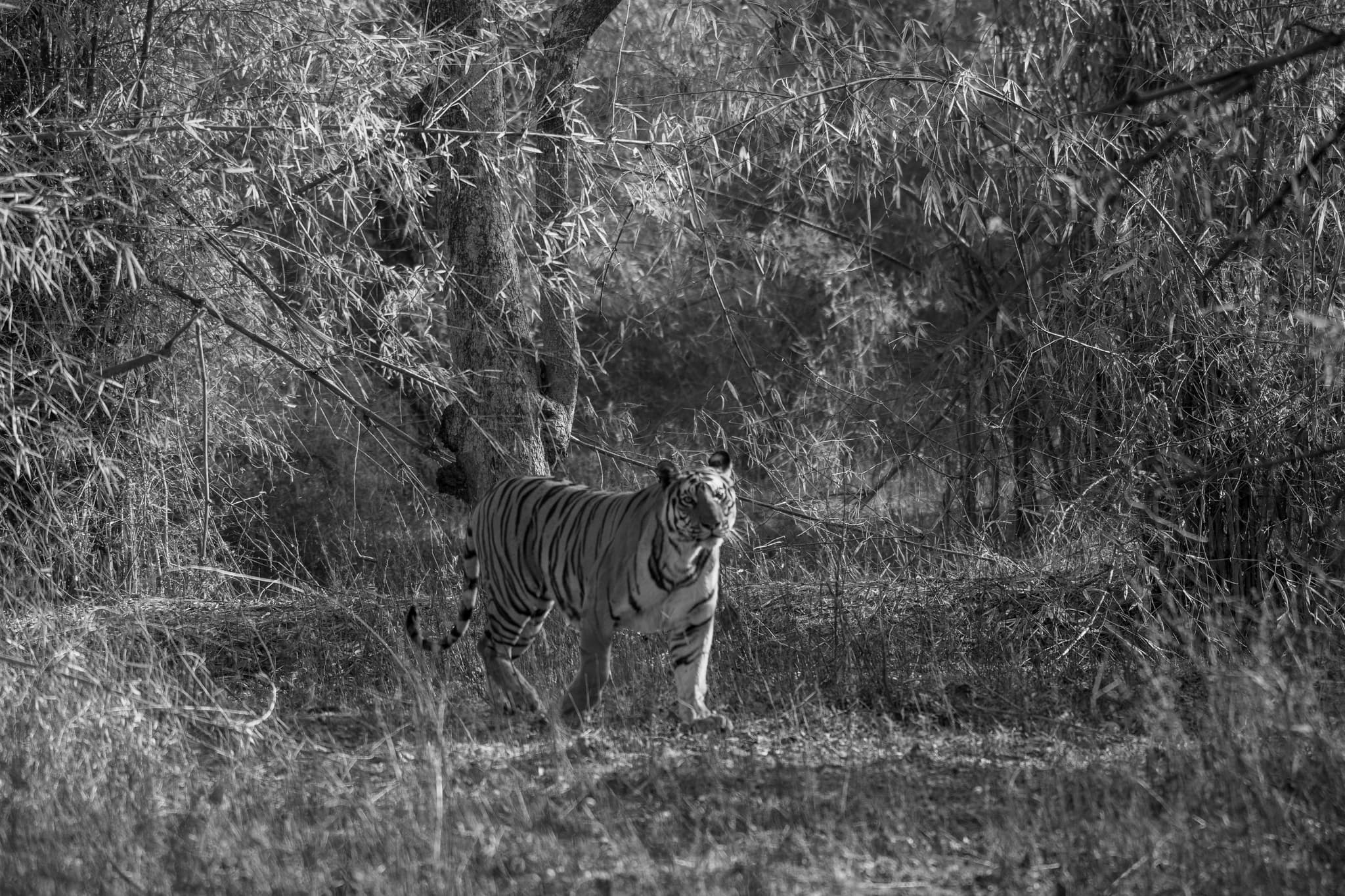 Tiger walking through dappled forest