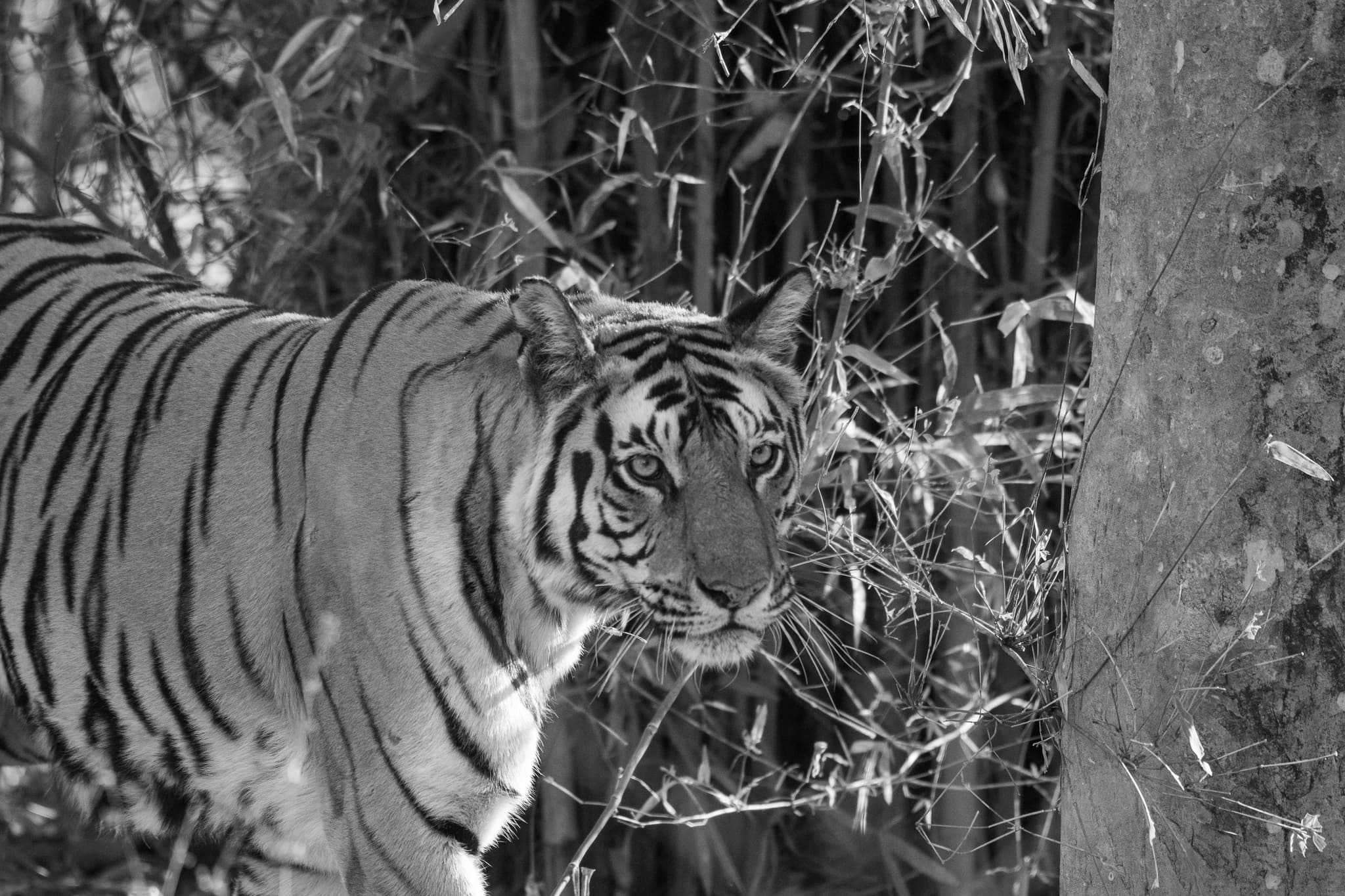 India: Tigers and Asian Wildlife