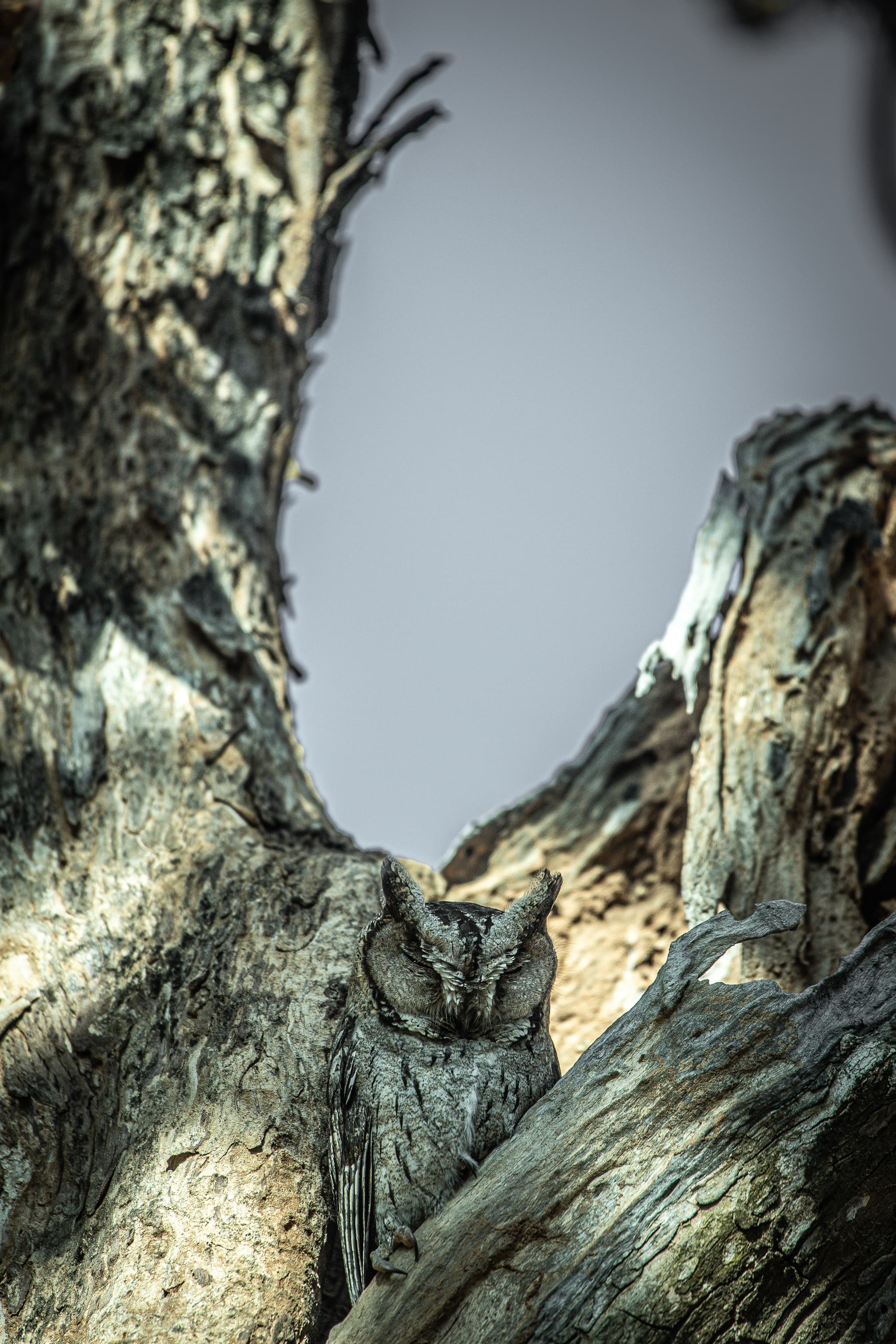 Camouflaged owl on tree bark