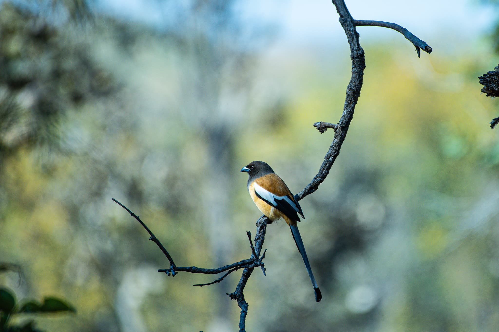 Rufous treepie on a branch