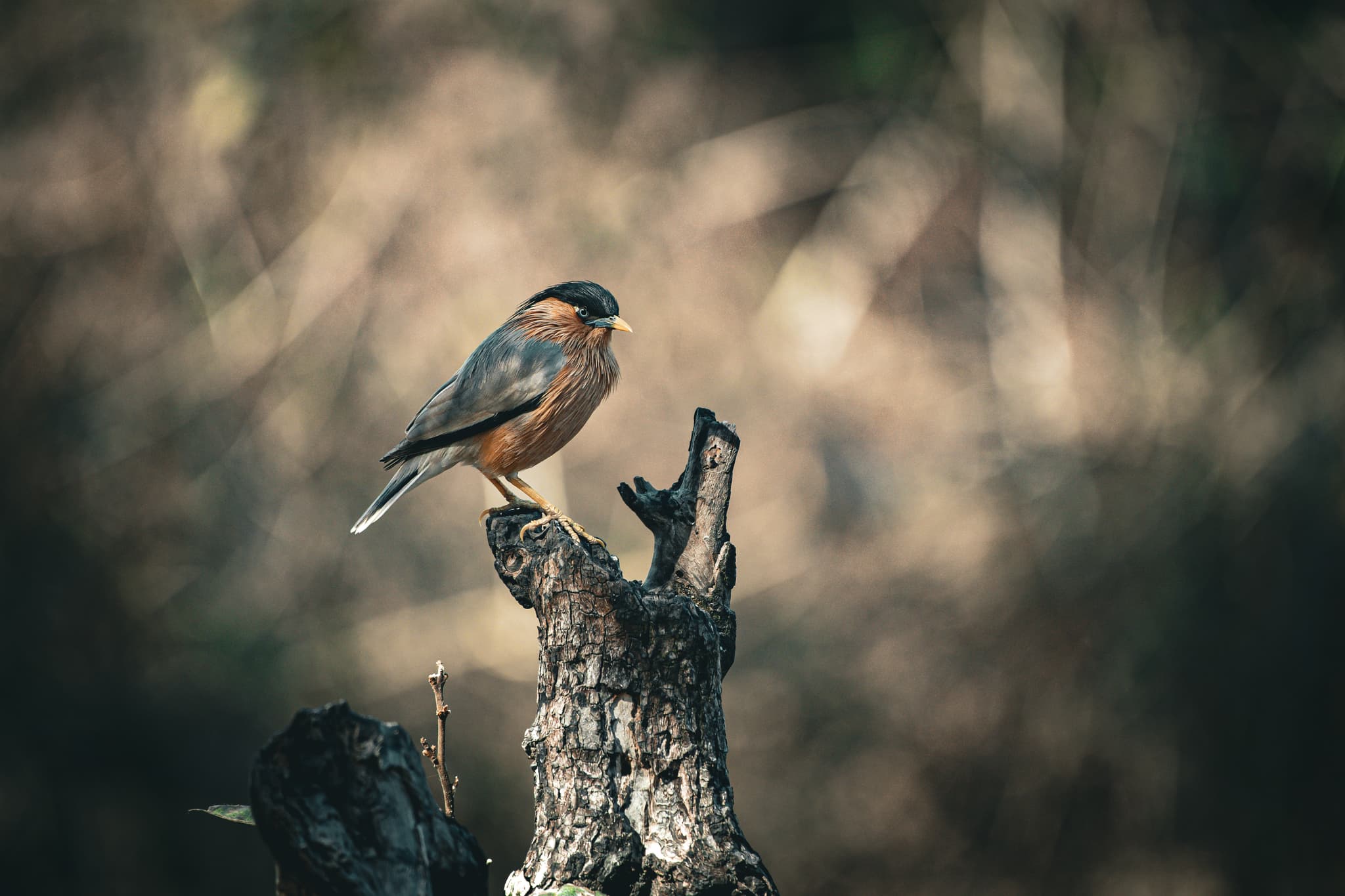 Brahminy starling on a stump