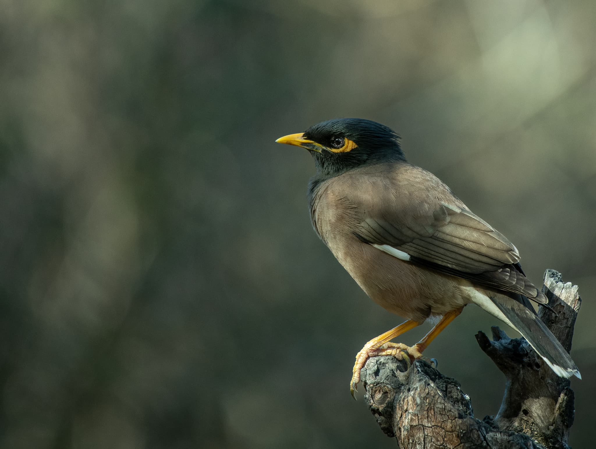 Common myna on a stump