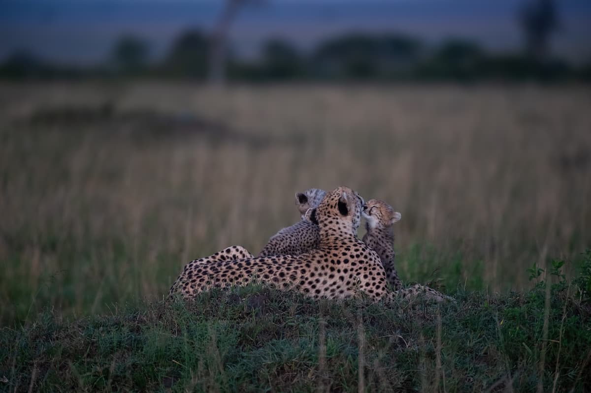 Masai Mara grasslands and wildlife