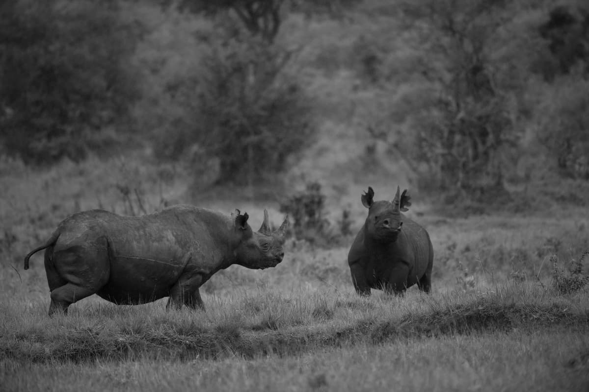 Gallery placeholder image 9