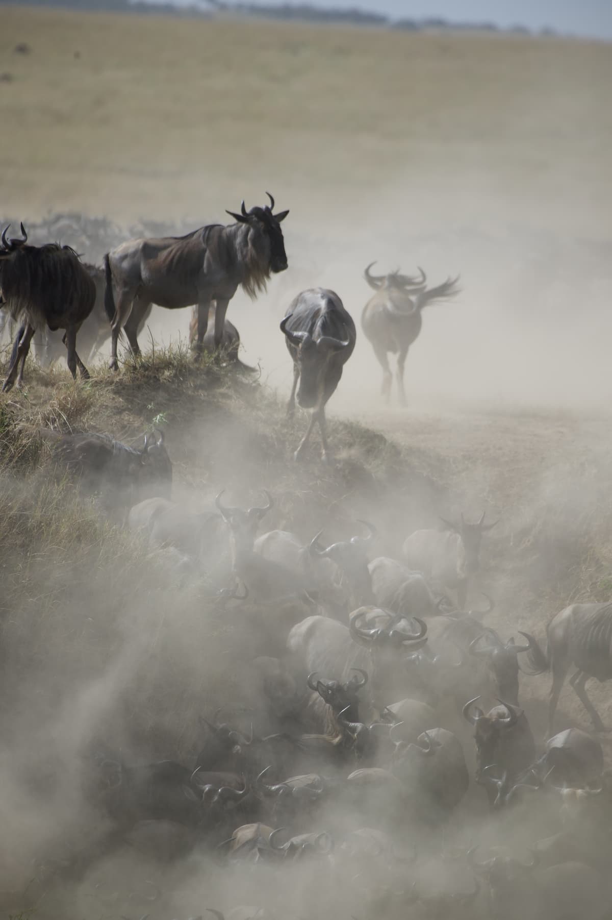 Wildebeest on the Serengeti plains