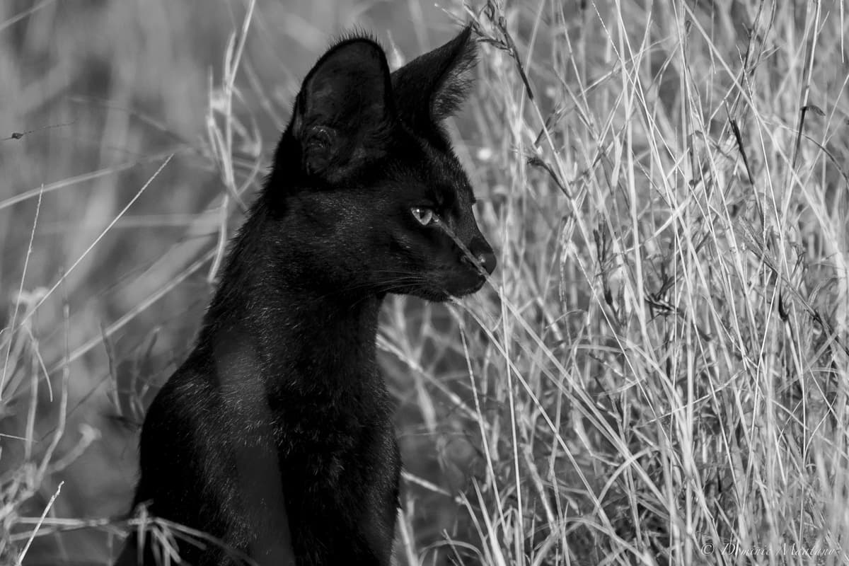 Gallery placeholder image 5