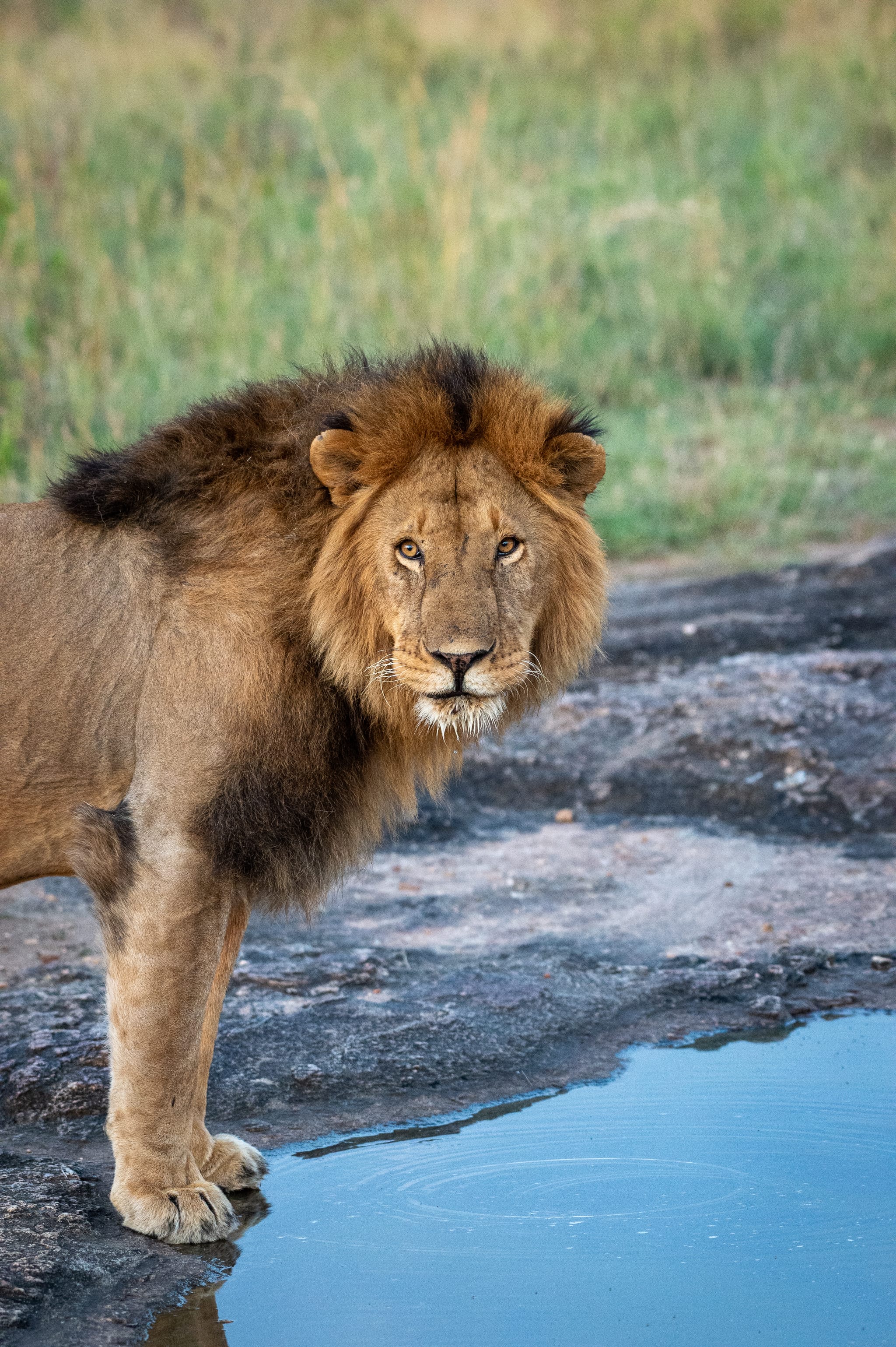 Savanna scene — open country and safari atmosphere