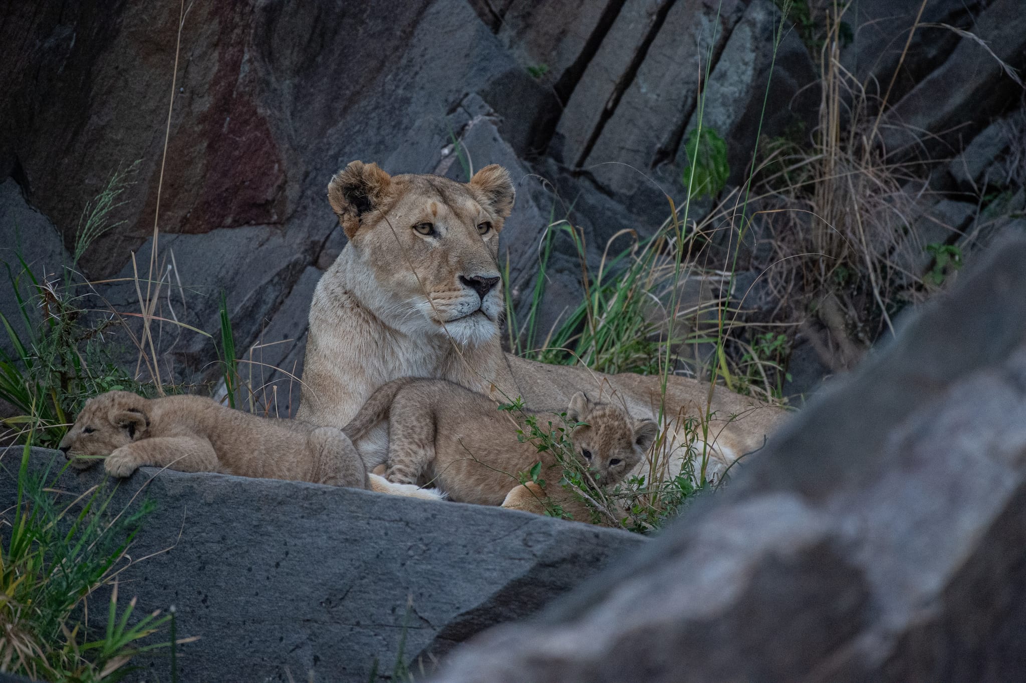 On safari — composition and golden-hour mood