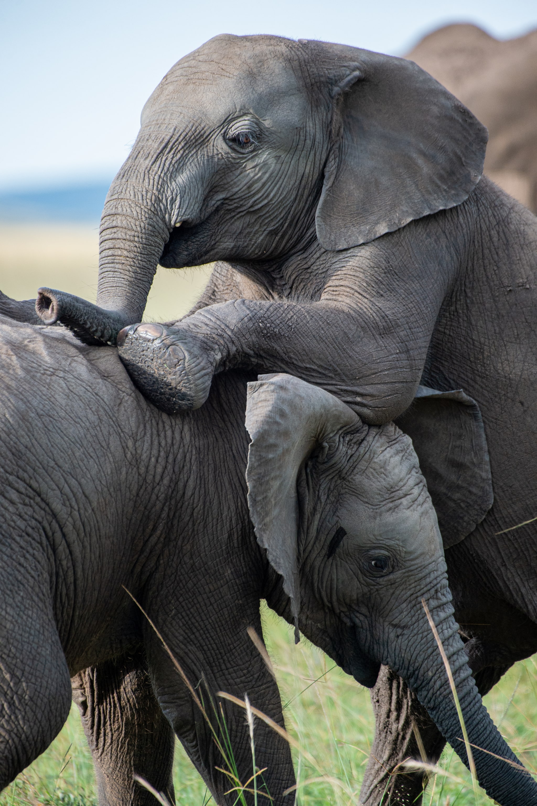 East African safari — wildlife and landscape in natural light