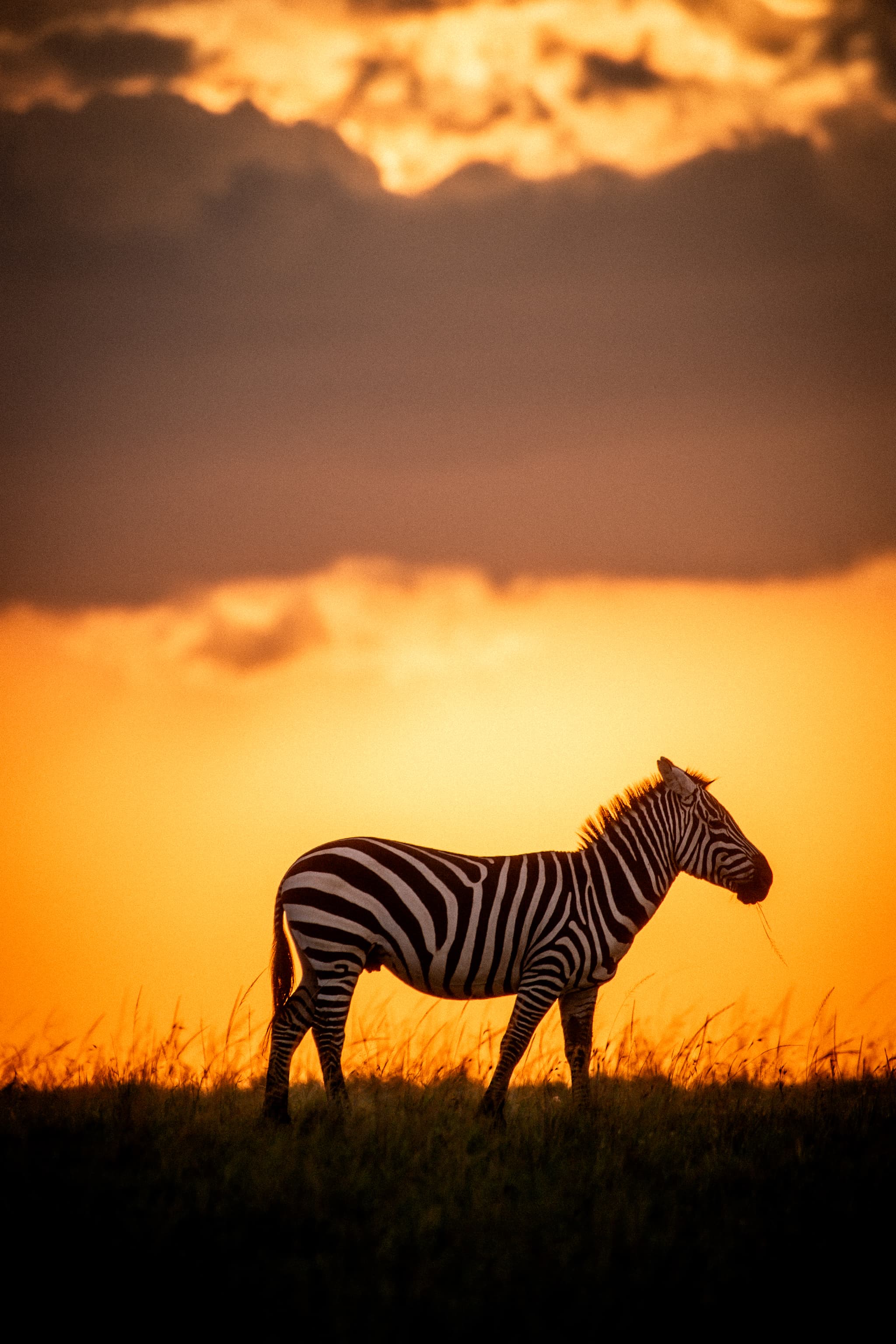 Serengeti safari scene