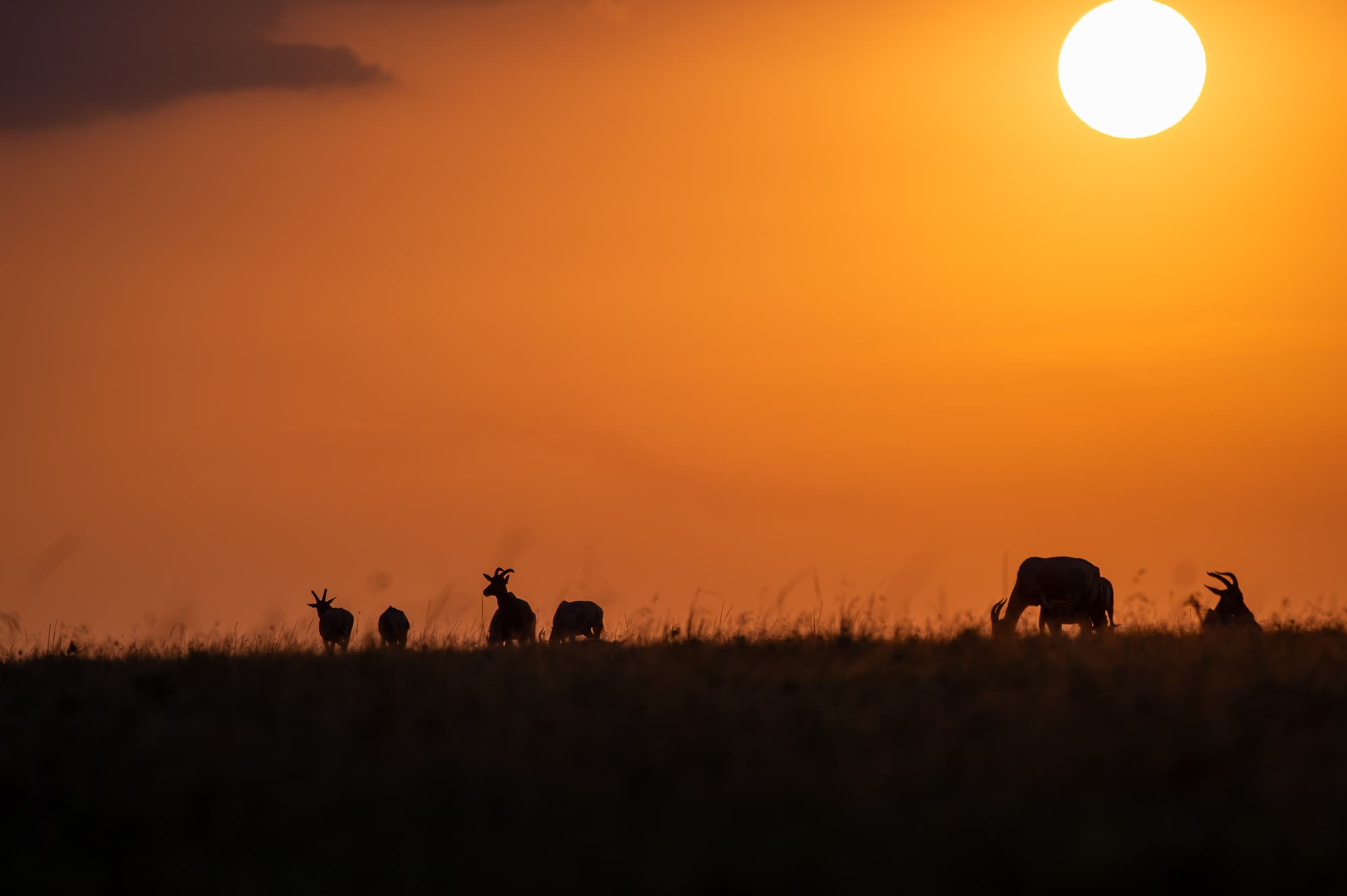 Serengeti plains detail