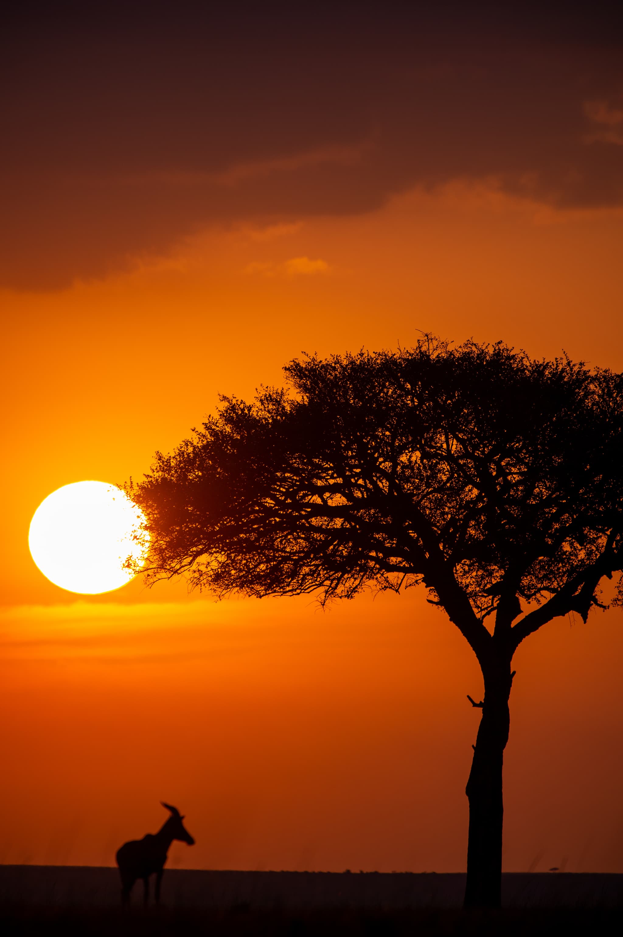 Open Serengeti vistas