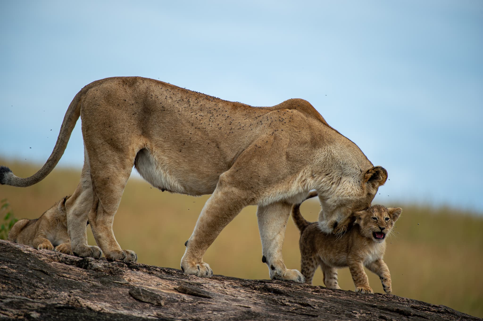 8-10 Days | The Signature Safari