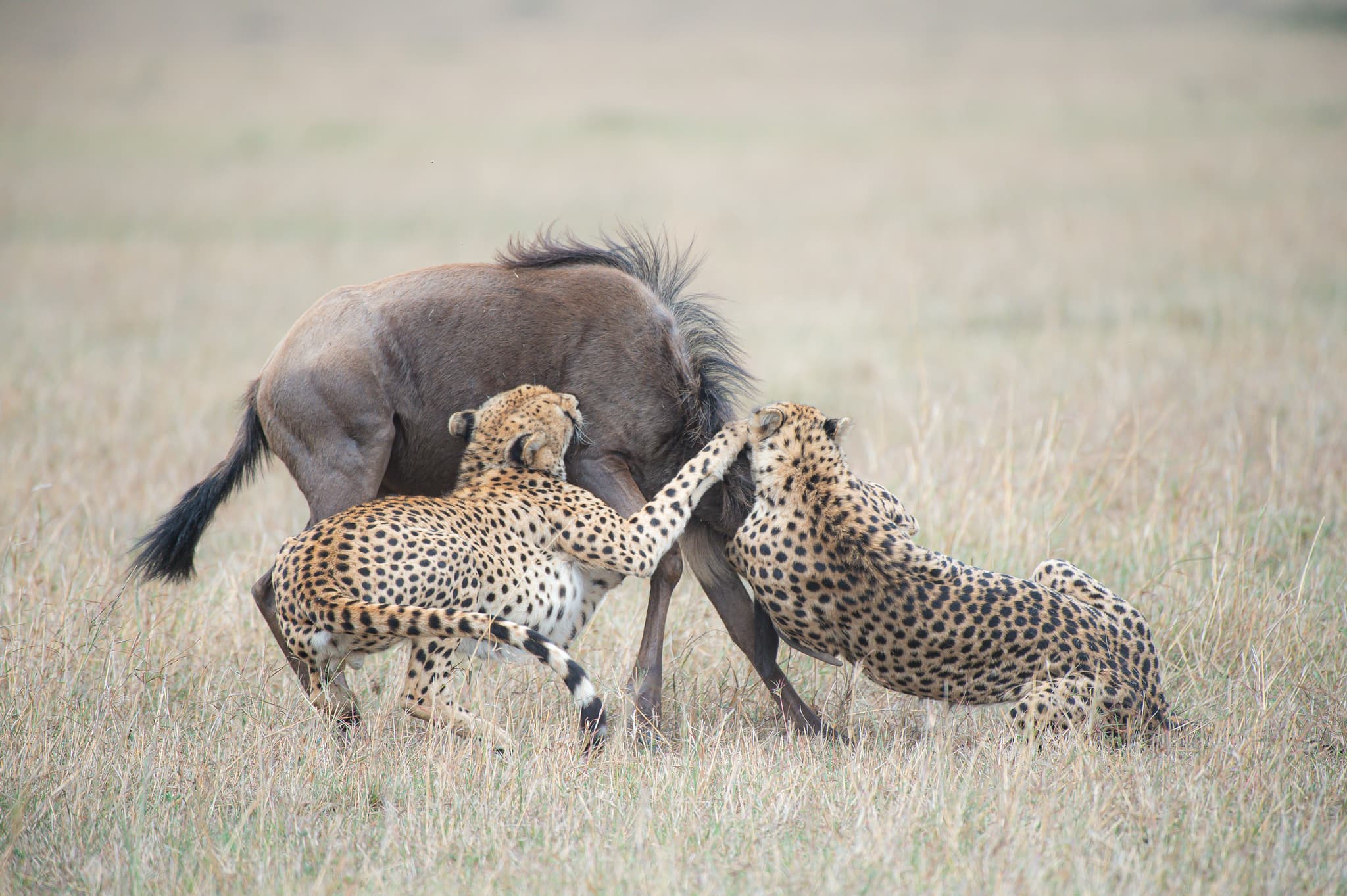 Wildlife on the Serengeti