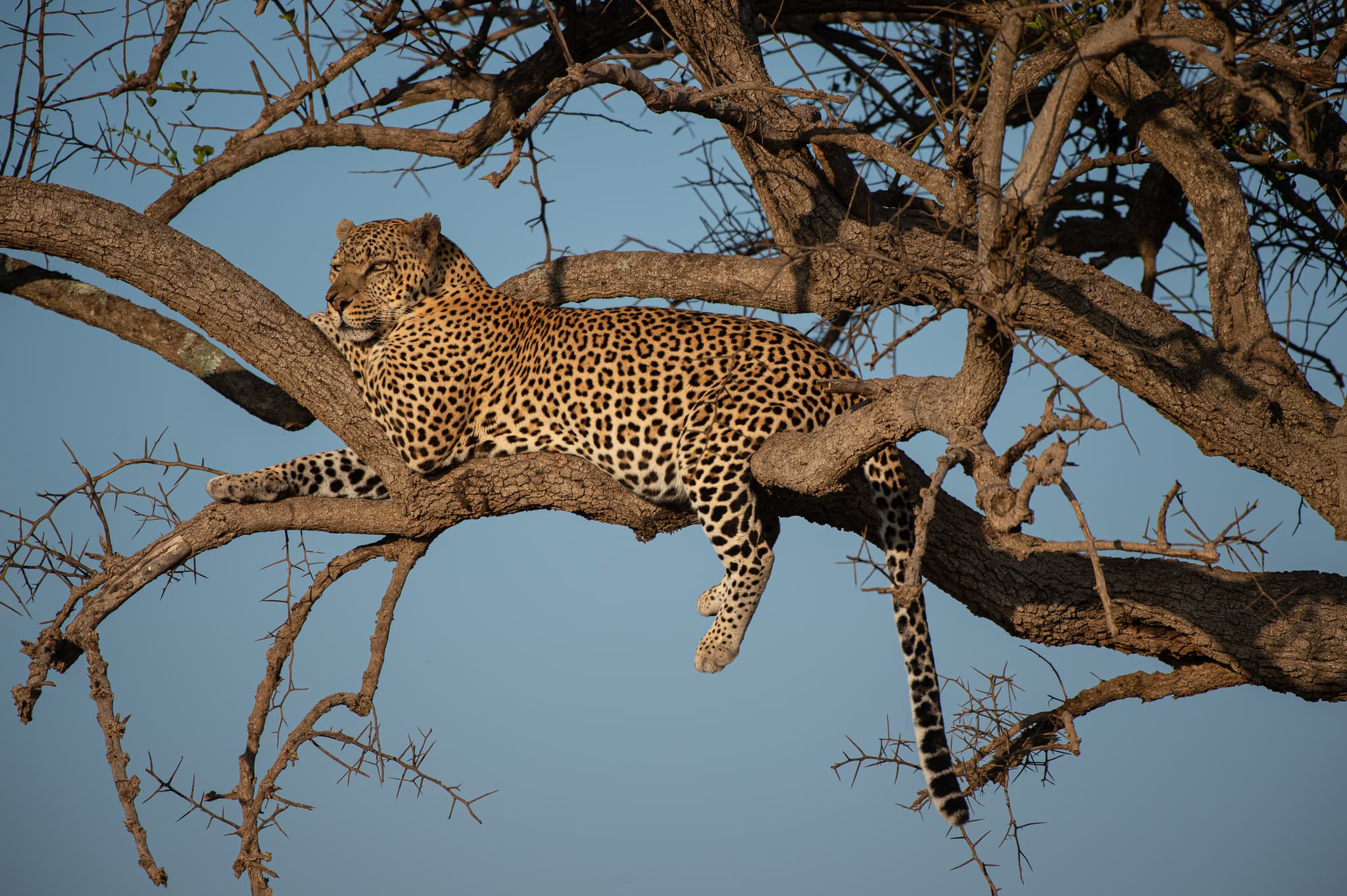 Serengeti landscape and light