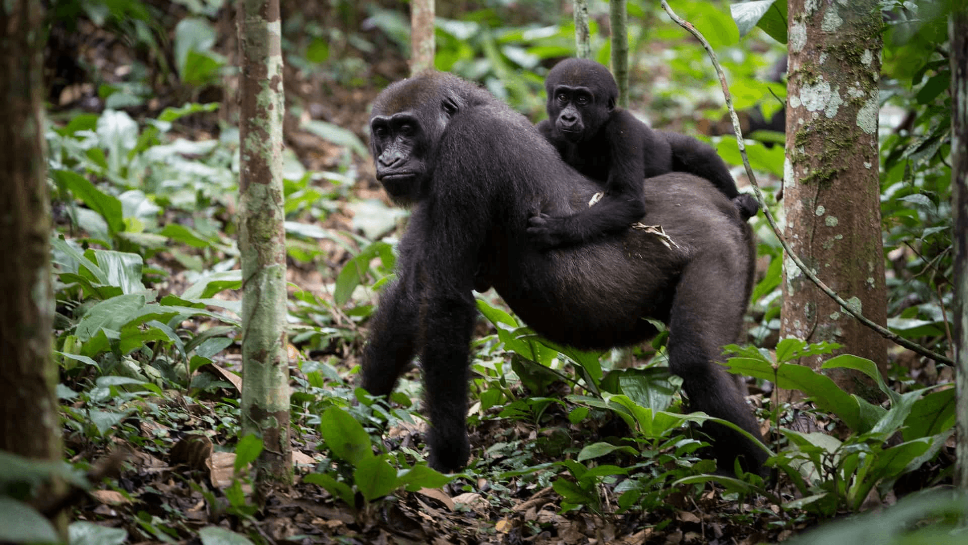 Adult gorilla knuckle-walking through rainforest with infant on her back, DRC