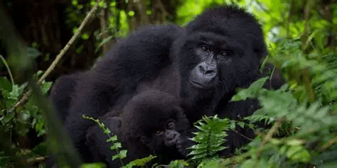 Mother gorilla holding infant close among tropical leaves, Congo rainforests