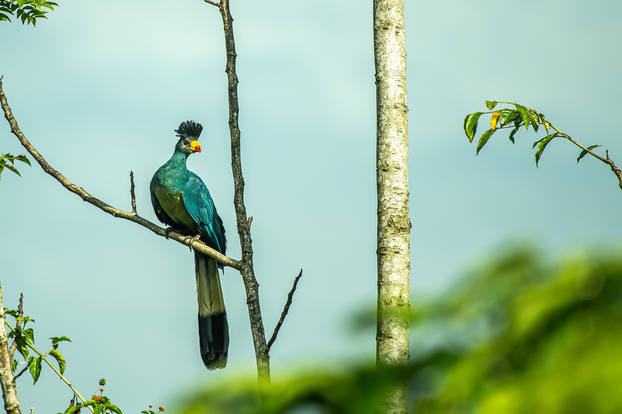 Uganda — forest and wetland birds, rich greens and bright plumage