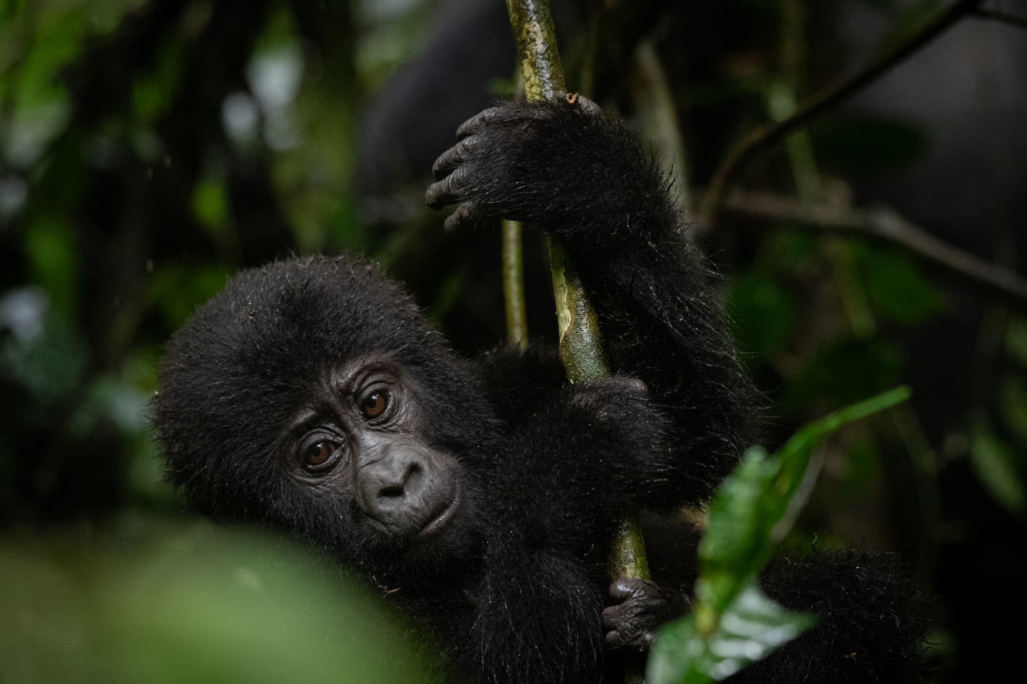 Adult gorilla knuckle-walking through rainforest with infant on her back, DRC
