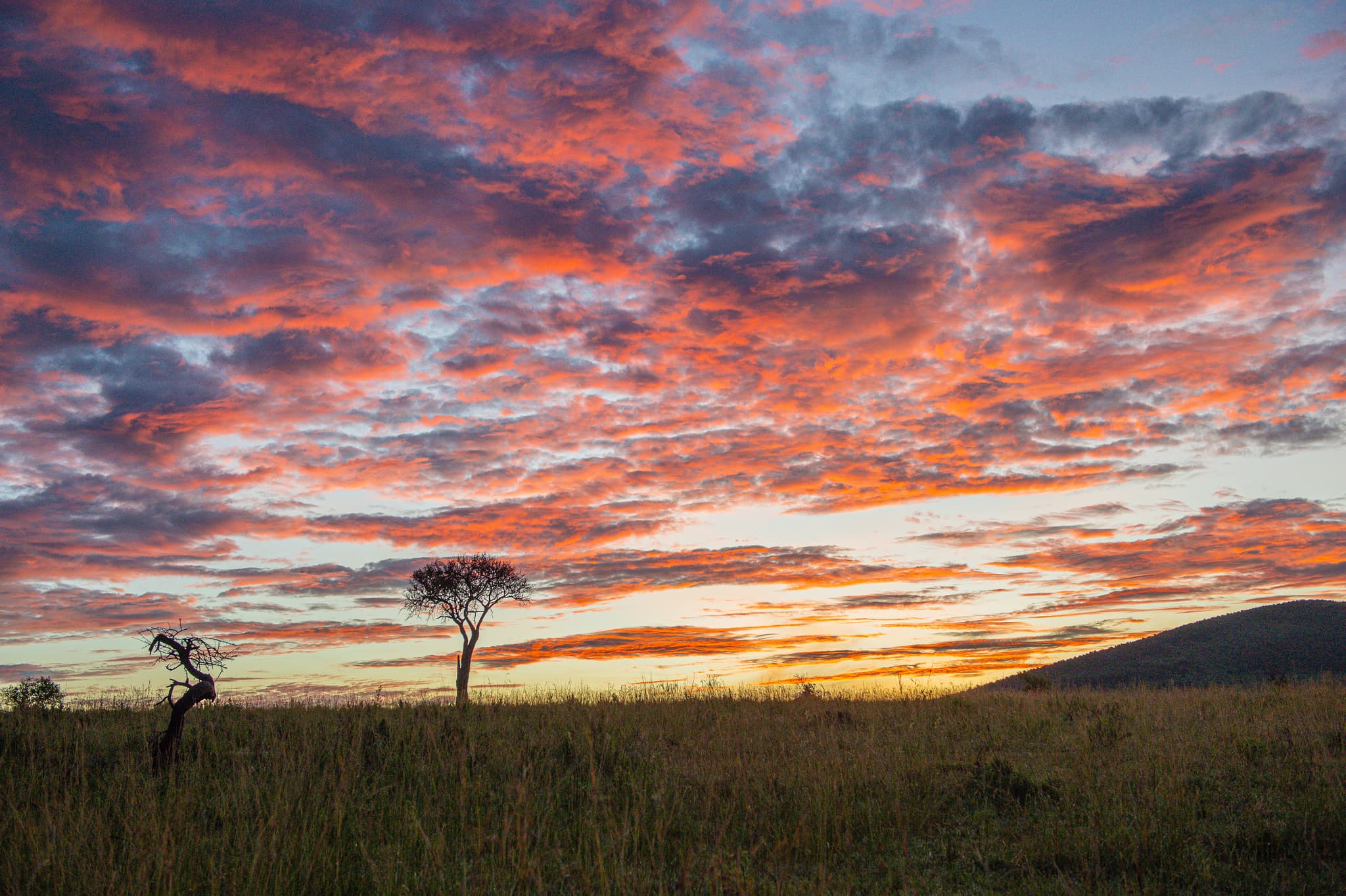 Colourful Birds of East Africa