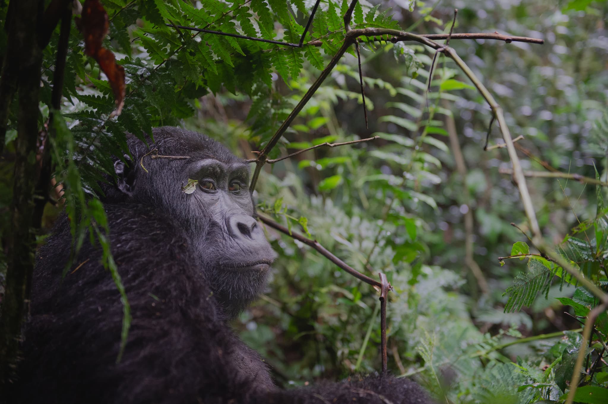 Gorilla in Congo’s rainforests — Kahuzi-Biega and Virunga