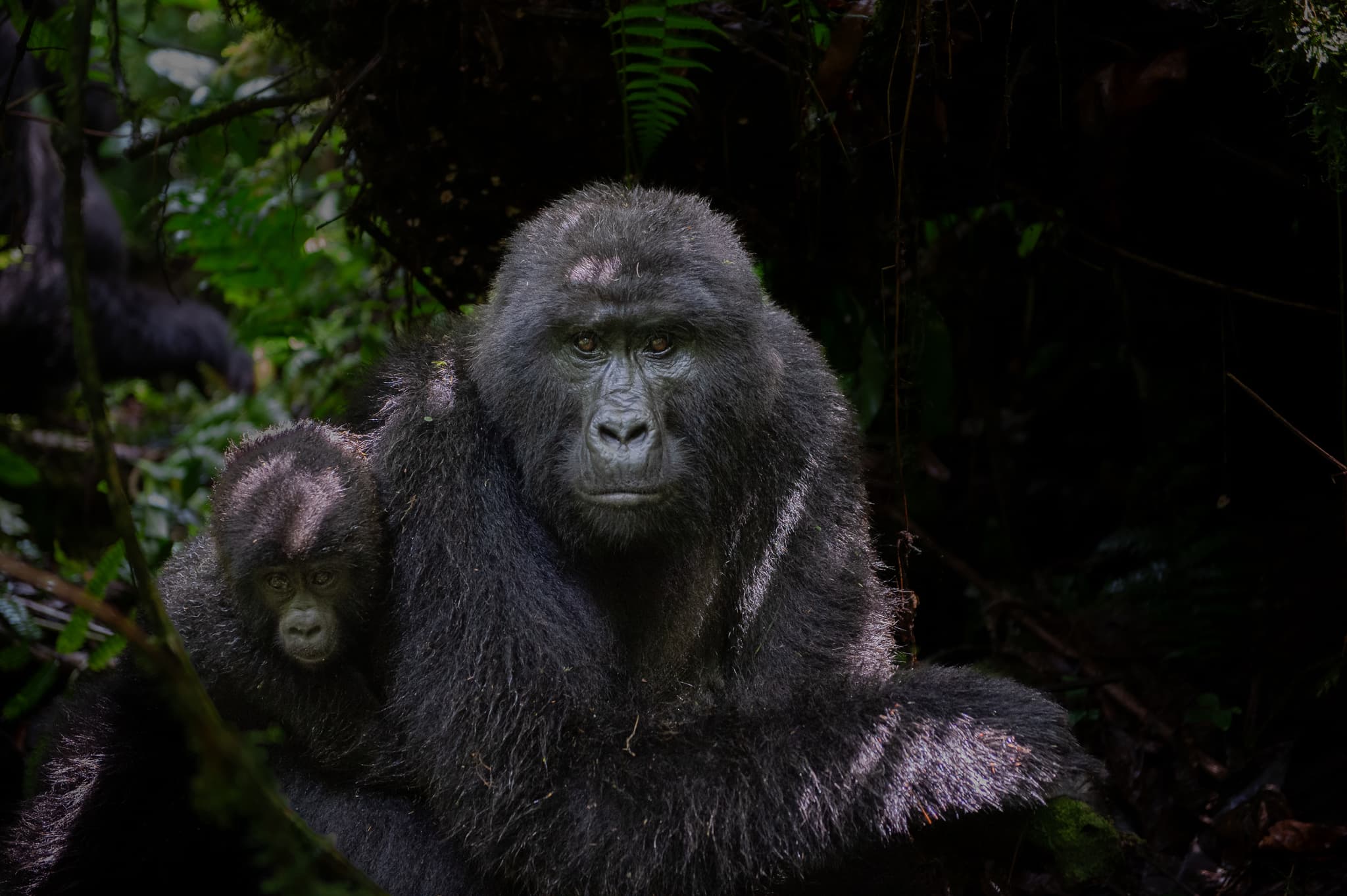 Mother gorilla holding infant close among tropical leaves, Congo rainforests